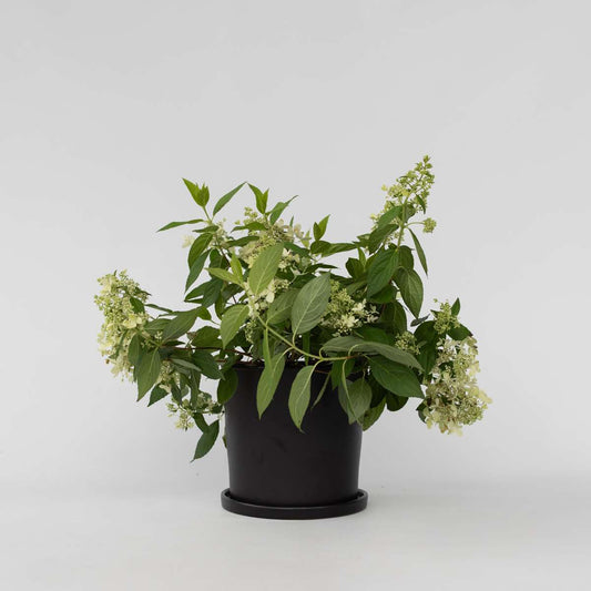 Hydrangea Hortensie - Hydrangea Paniculata 'Confetti' - Höhe 25-40Cm - ⌀19Cm 