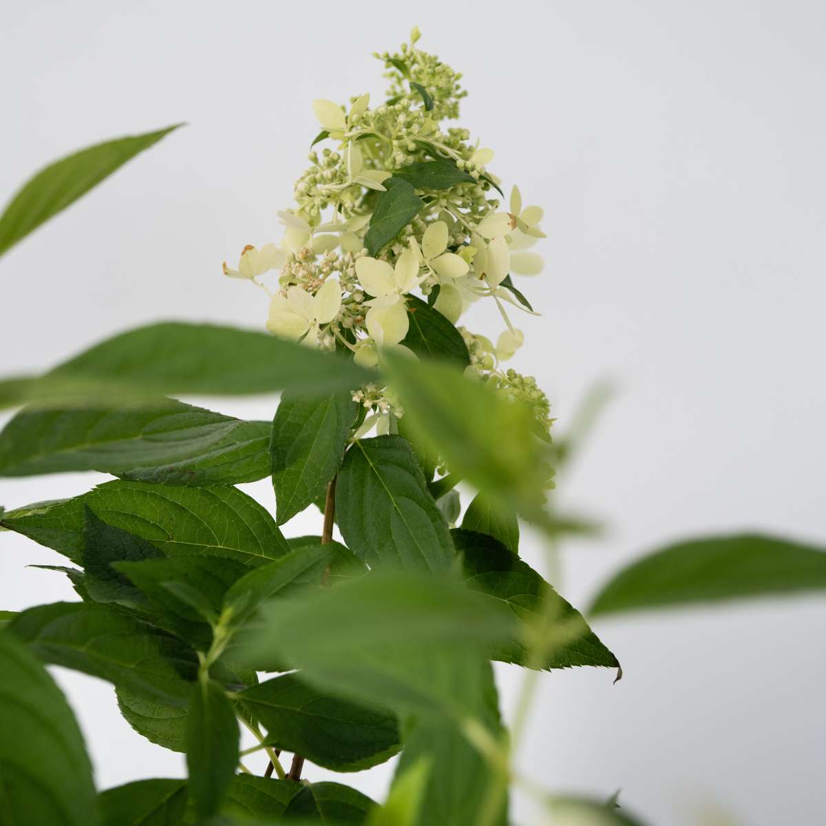 Hydrangea Hortensie - Hydrangea Paniculata 'Confetti' - Höhe 25-40Cm - ⌀19Cm 