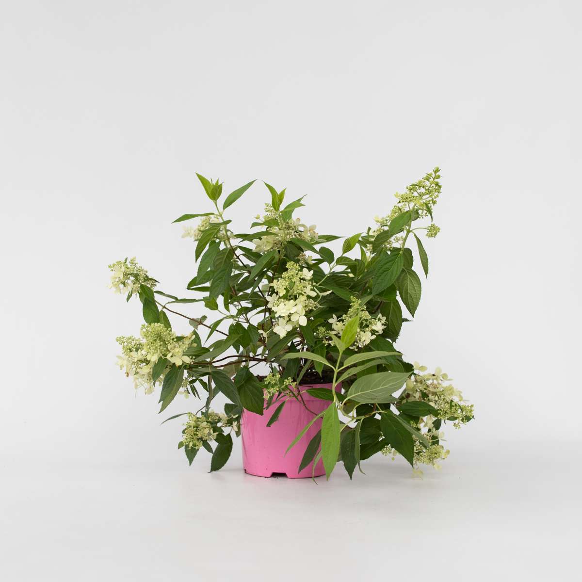 Hydrangea Hortensie - Hydrangea Paniculata 'Confetti' - Höhe 25-40Cm - ⌀19Cm 