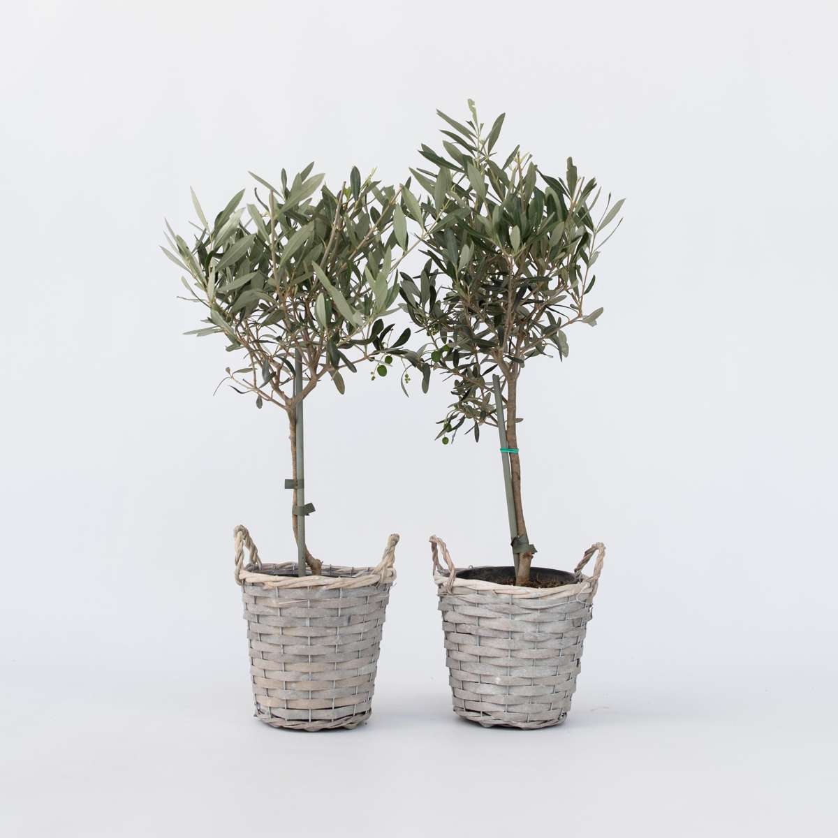 Olive Trees Olivenbaum - 2 Stk - Olea Europaea - Höhe 50-60Cm - ⌀14Cm 