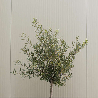 Olive Trees Olivenbaum - 2 Stk - Olea Europaea - Höhe 50-60Cm - ⌀14Cm 