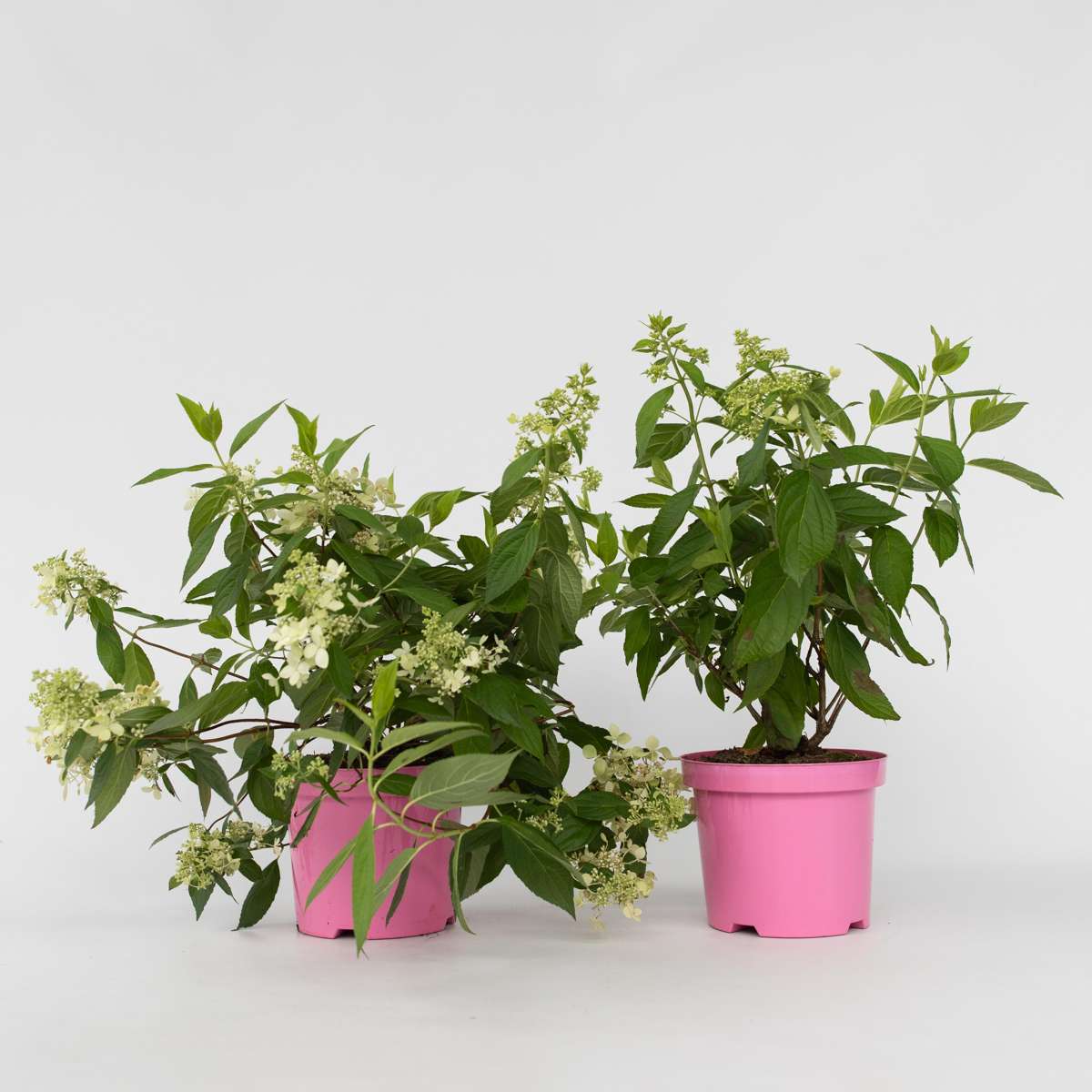 Hydrangea Hortensie - 2 Stk - Hydrangea Paniculata 'Confetti' - Höhe 25-40Cm - ⌀19Cm 