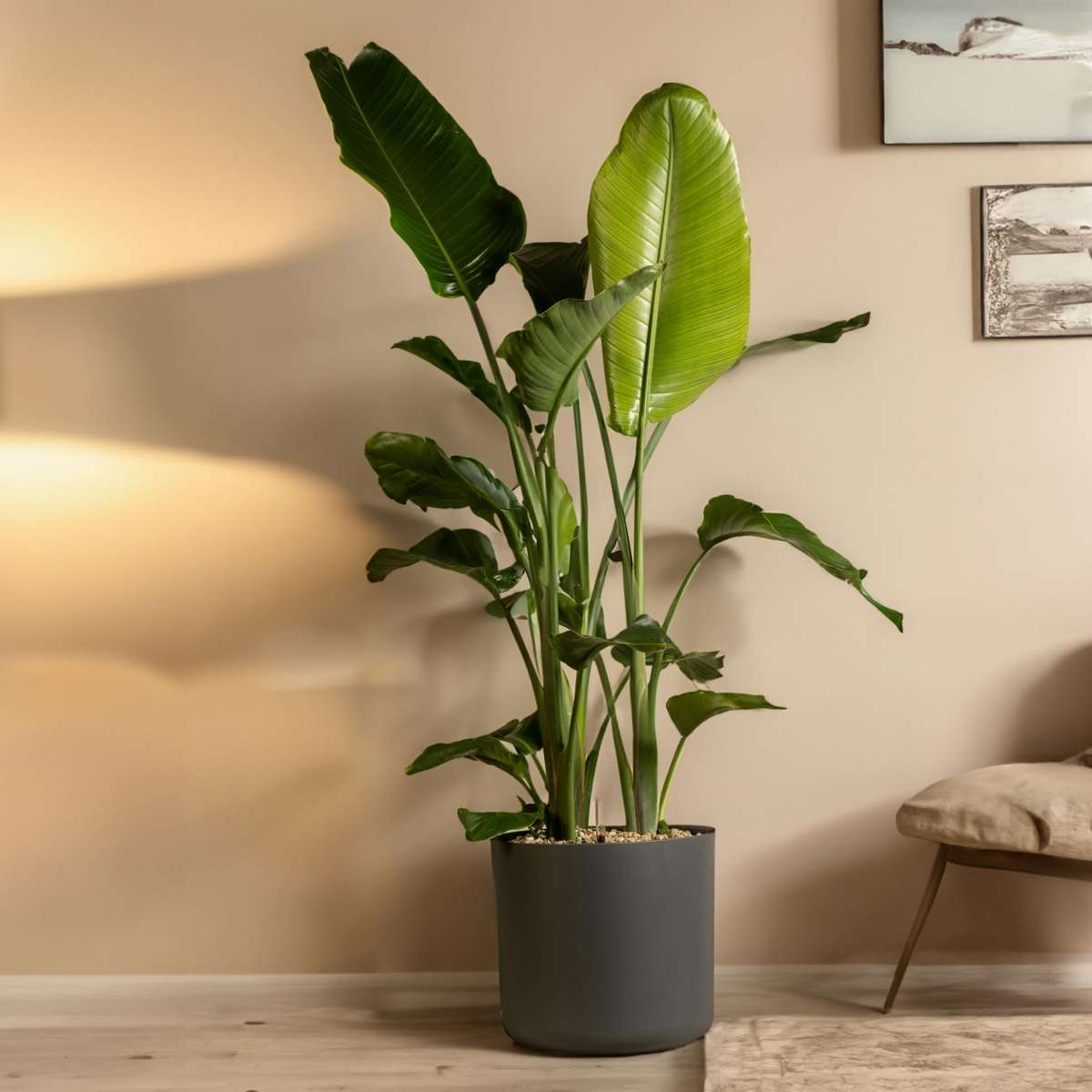 Strelitzia Paradiesvogelblume - Strelitzie - Strelitzia Nicolai - Höhe 150-170Cm - ⌀28Cm 