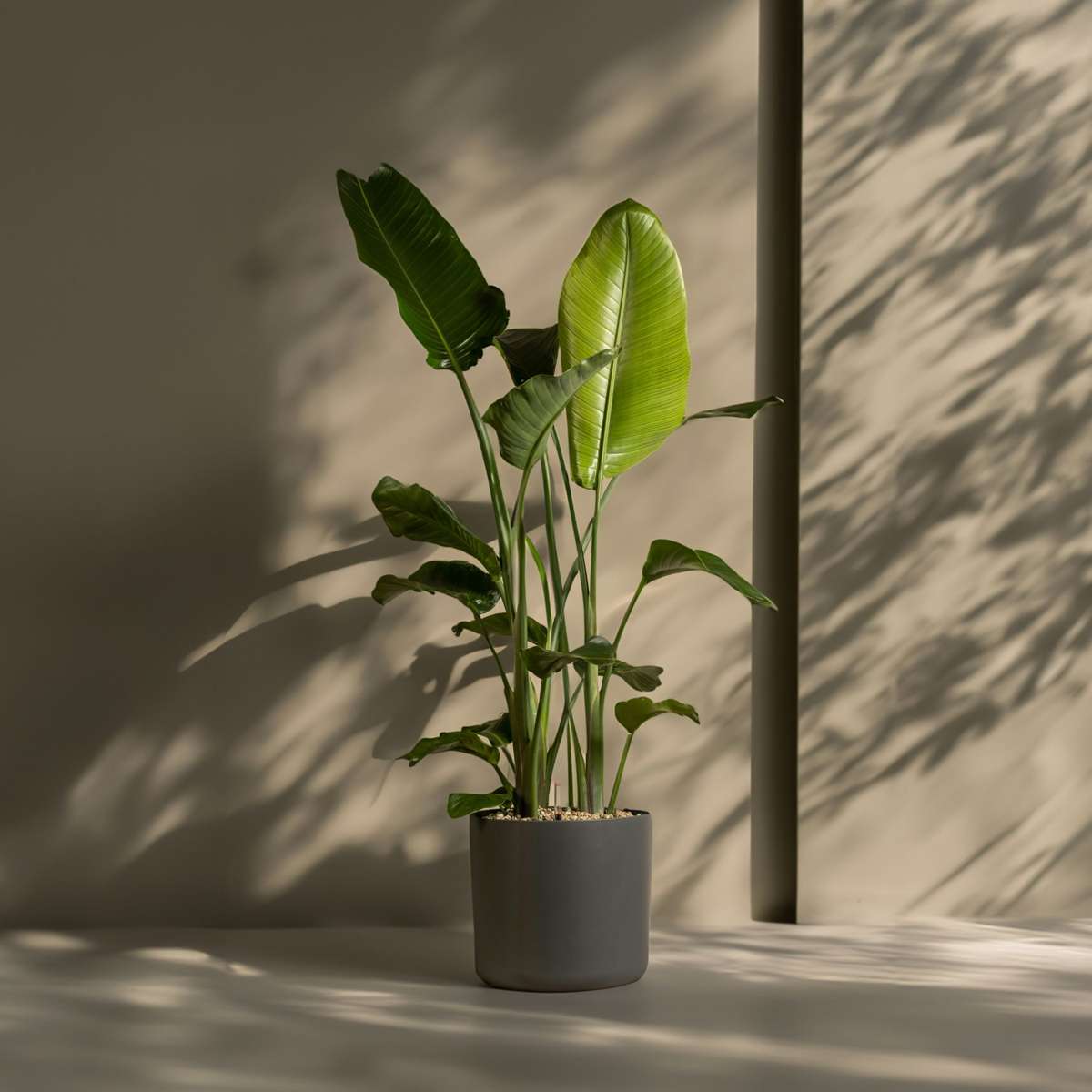 Strelitzia Paradiesvogelblume - Strelitzie - Strelitzia Nicolai - Höhe 150-170Cm - ⌀28Cm 