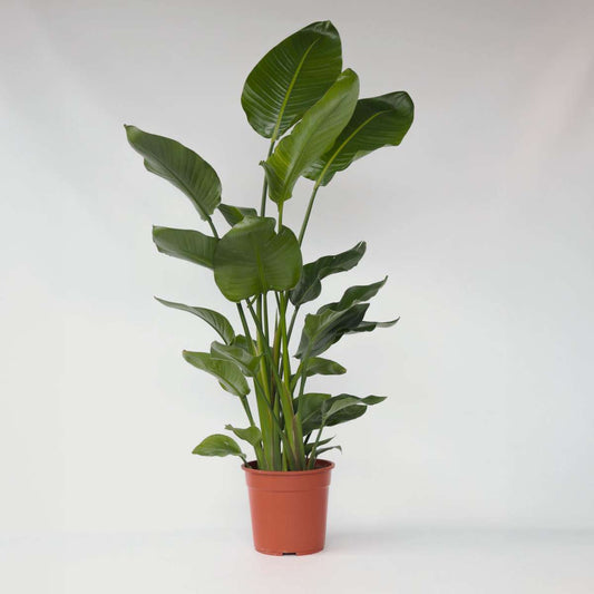 Strelitzia Paradiesvogelblume - Strelitzie - Strelitzia Nicolai - Höhe 150-170Cm - ⌀28Cm 