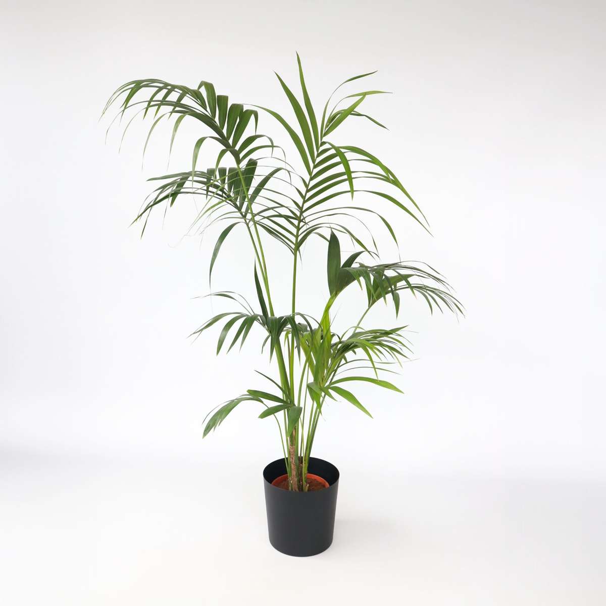 Indoor Palms Kentia Palme - Howea Forsteriana - Höhe 150-170Cm - ⌀24Cm 