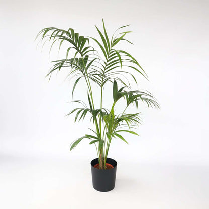 Indoor Palms Kentia Palme - Howea Forsteriana - Höhe 150-170Cm - ⌀24Cm 