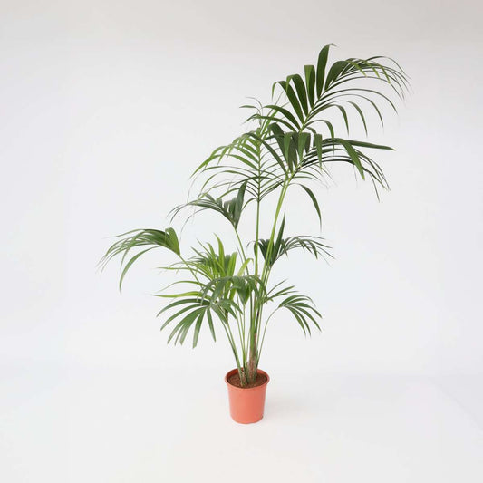 Indoor Palms Kentia Palme - Howea Forsteriana - Höhe 150-170Cm - ⌀24Cm 