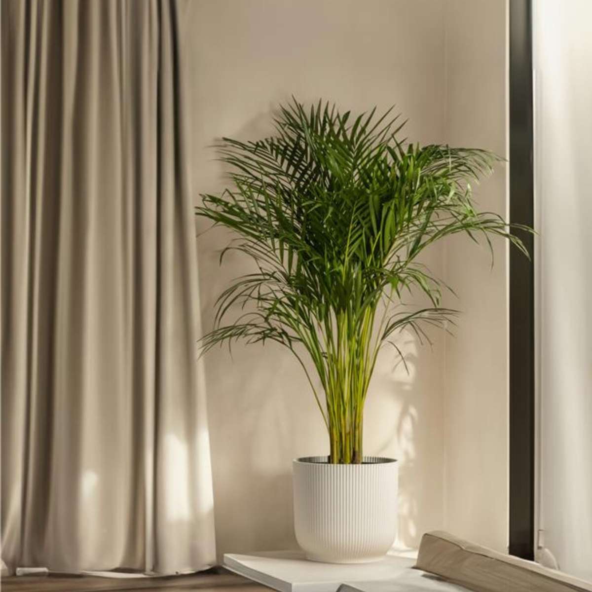 Indoor Palms Kentia Palme - Howea Forsteriana - Höhe 150-170Cm - ⌀24Cm 