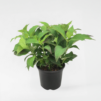 Hydrangea Hortensie - Hydrangea Serrata 'Summerglow' - Höhe 25-40Cm - ⌀19Cm 