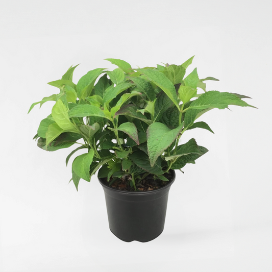 Hydrangea Hortensie - Hydrangea Serrata 'Summerglow' - Höhe 25-40Cm - ⌀19Cm 