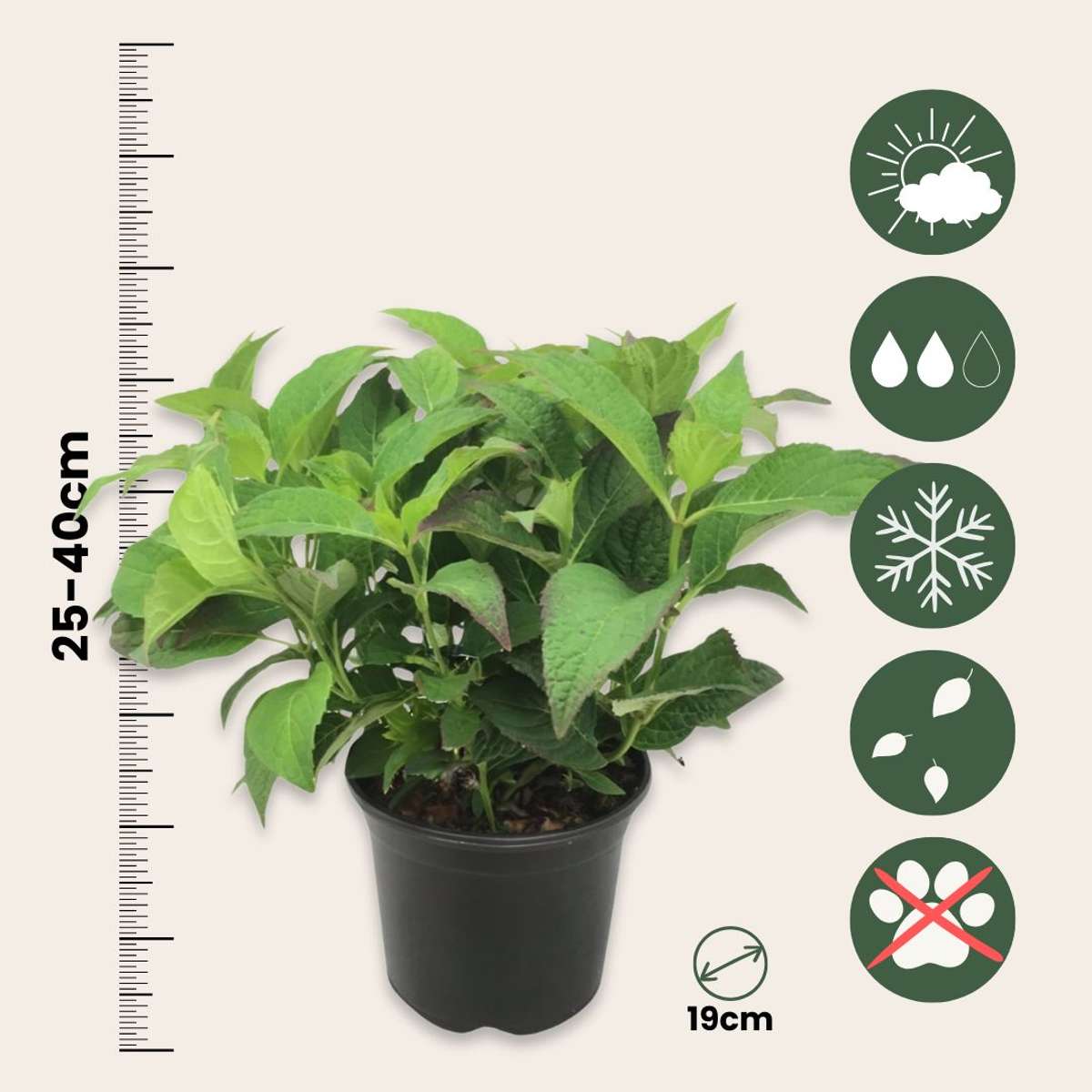 Hydrangea Hortensie - Hydrangea Serrata 'Summerglow' - Höhe 25-40Cm - ⌀19Cm 