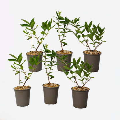 Fruit Trees Geißblatt - 6 Stk - Lonicera Kamtchatica - Höhe 25-40Cm - ⌀9Cm 