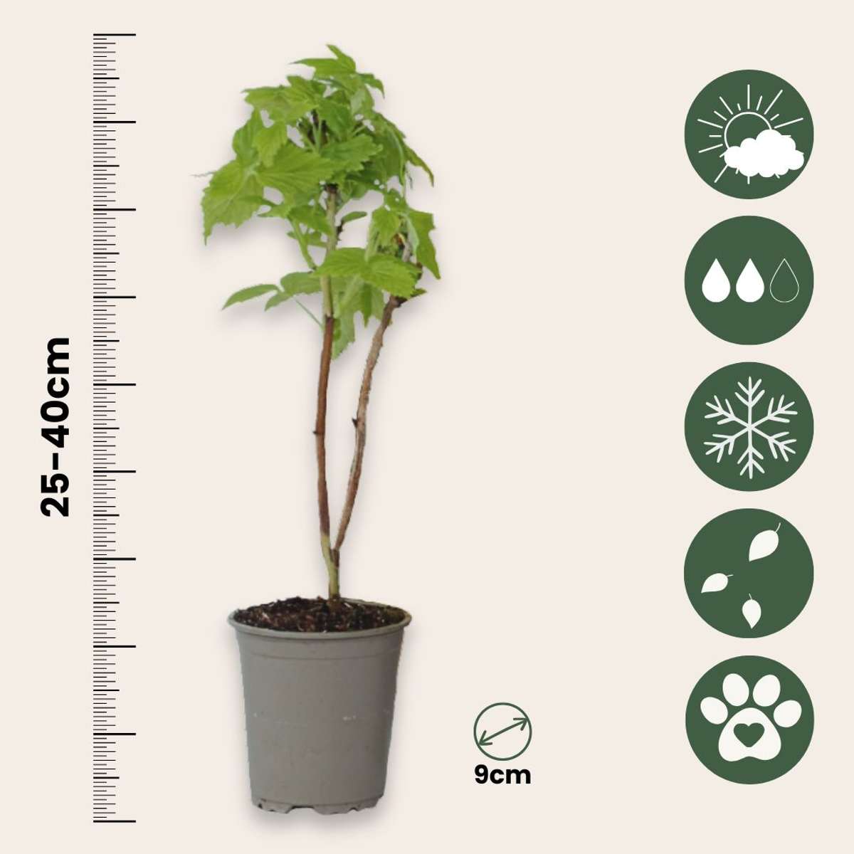 Fruit Trees Himbeerpflanzen - 6 Stk - Rubus Idaeus 'Fallgold' - Höhe 25-40Cm - ⌀9Cm 