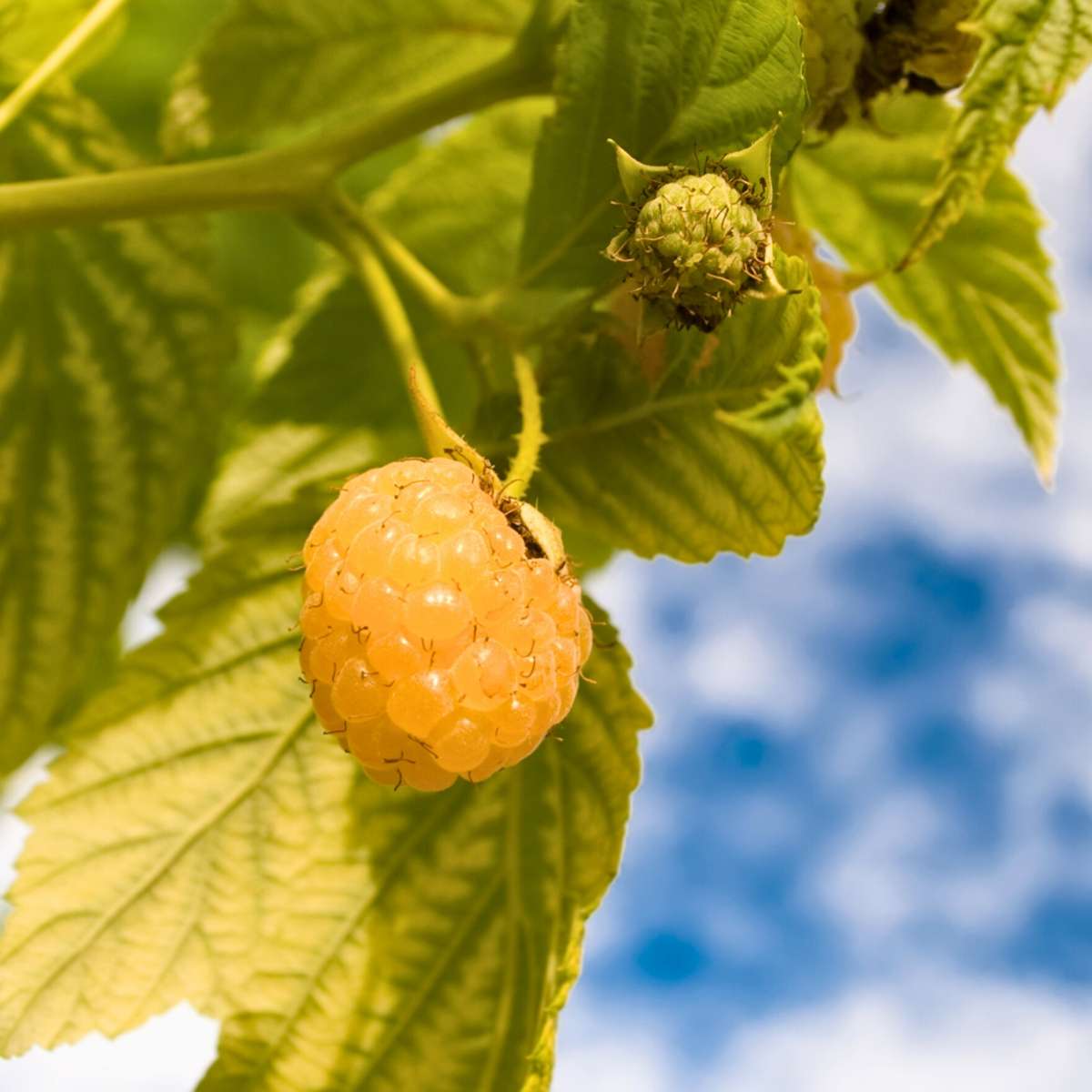 Fruit Trees Himbeerpflanzen - 3 Stk - Rubus Idaeus 'Fallgold' - Höhe 25-40Cm - ⌀9Cm 