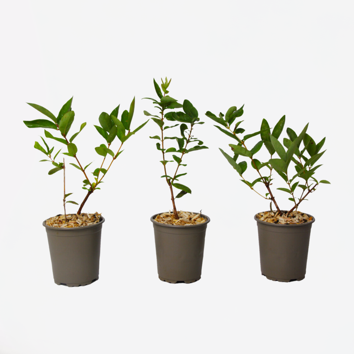 Fruit Trees Geißblatt - 3 Stk - Lonicera Kamtchatica - Höhe 25-40Cm - ⌀9Cm 