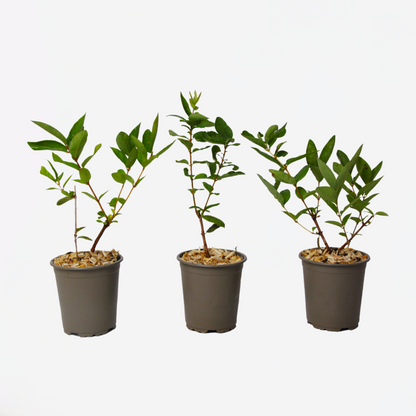 Fruit Trees Geißblatt - 3 Stk - Lonicera Kamtchatica - Höhe 25-40Cm - ⌀9Cm 