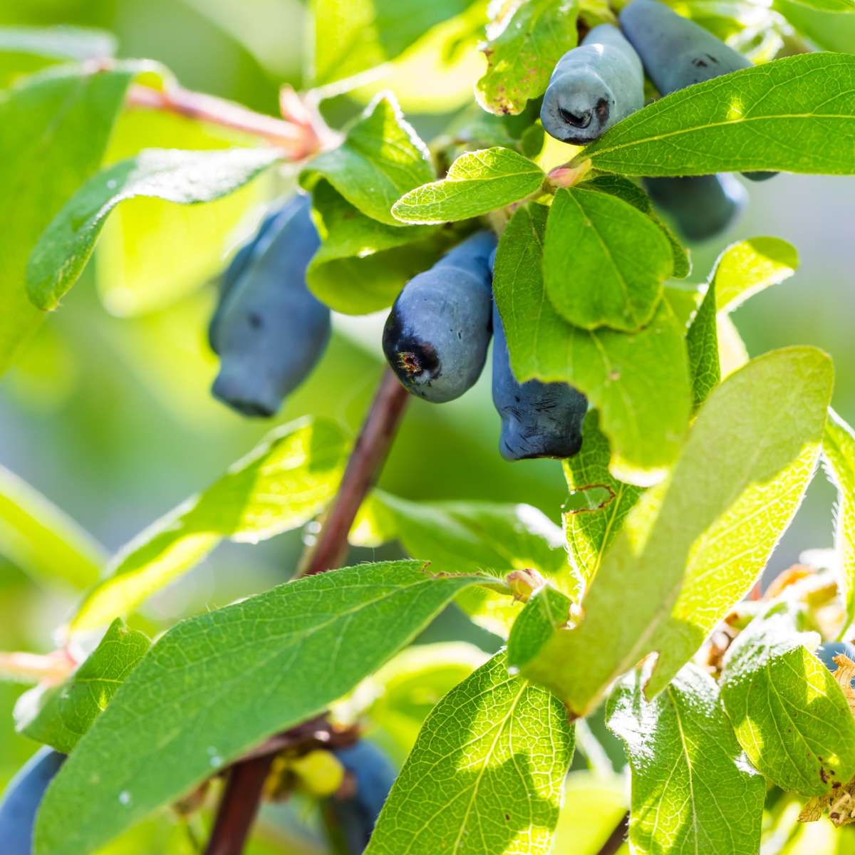 Fruit Trees Geißblatt - 3 Stk - Lonicera Kamtchatica - Höhe 25-40Cm - ⌀9Cm 