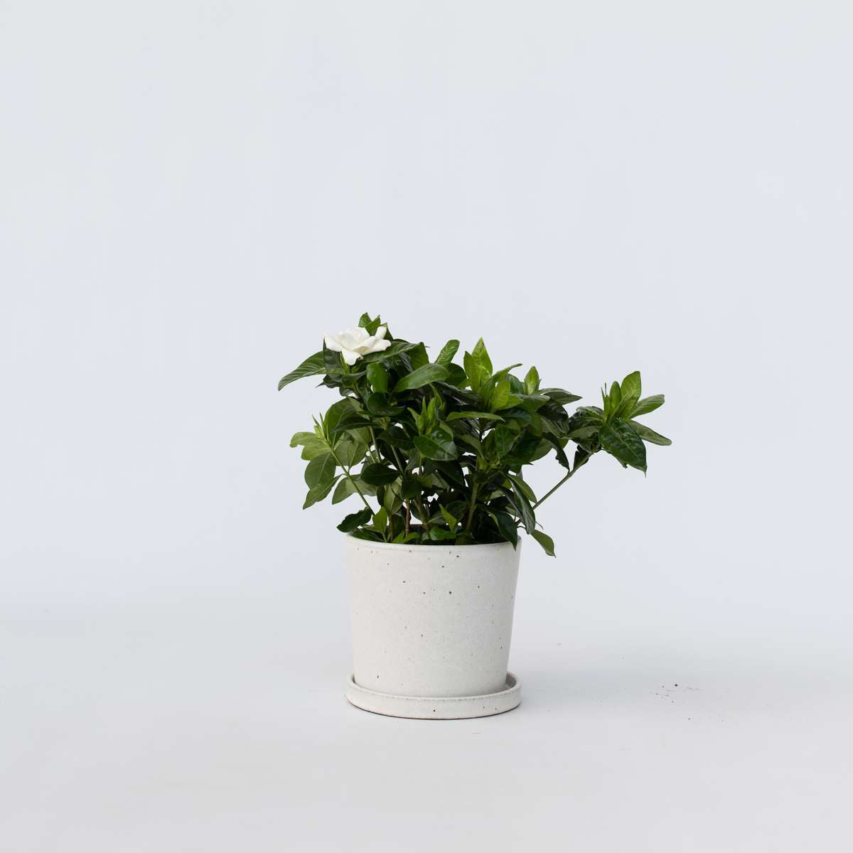 Blooming Houseplants Gardenie - Gardenia Jasminoides - Höhe 20-30Cm - ⌀13Cm 