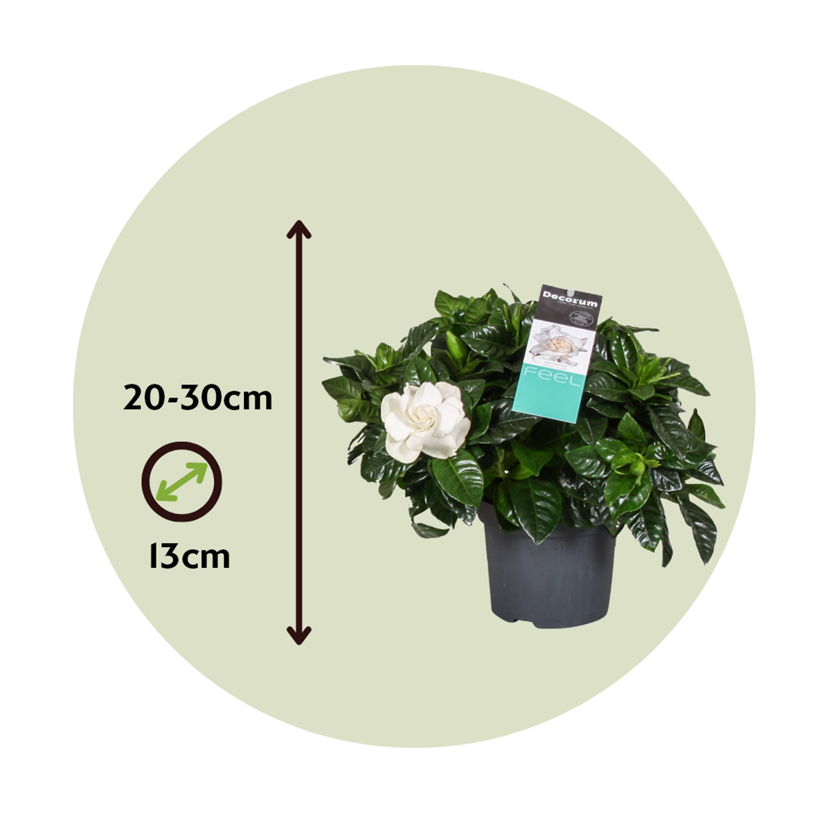 Blooming Houseplants Gardenie - Gardenia Jasminoides - Höhe 20-30Cm - ⌀13Cm 