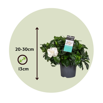 Blooming Houseplants Gardenie - Gardenia Jasminoides - Höhe 20-30Cm - ⌀13Cm 