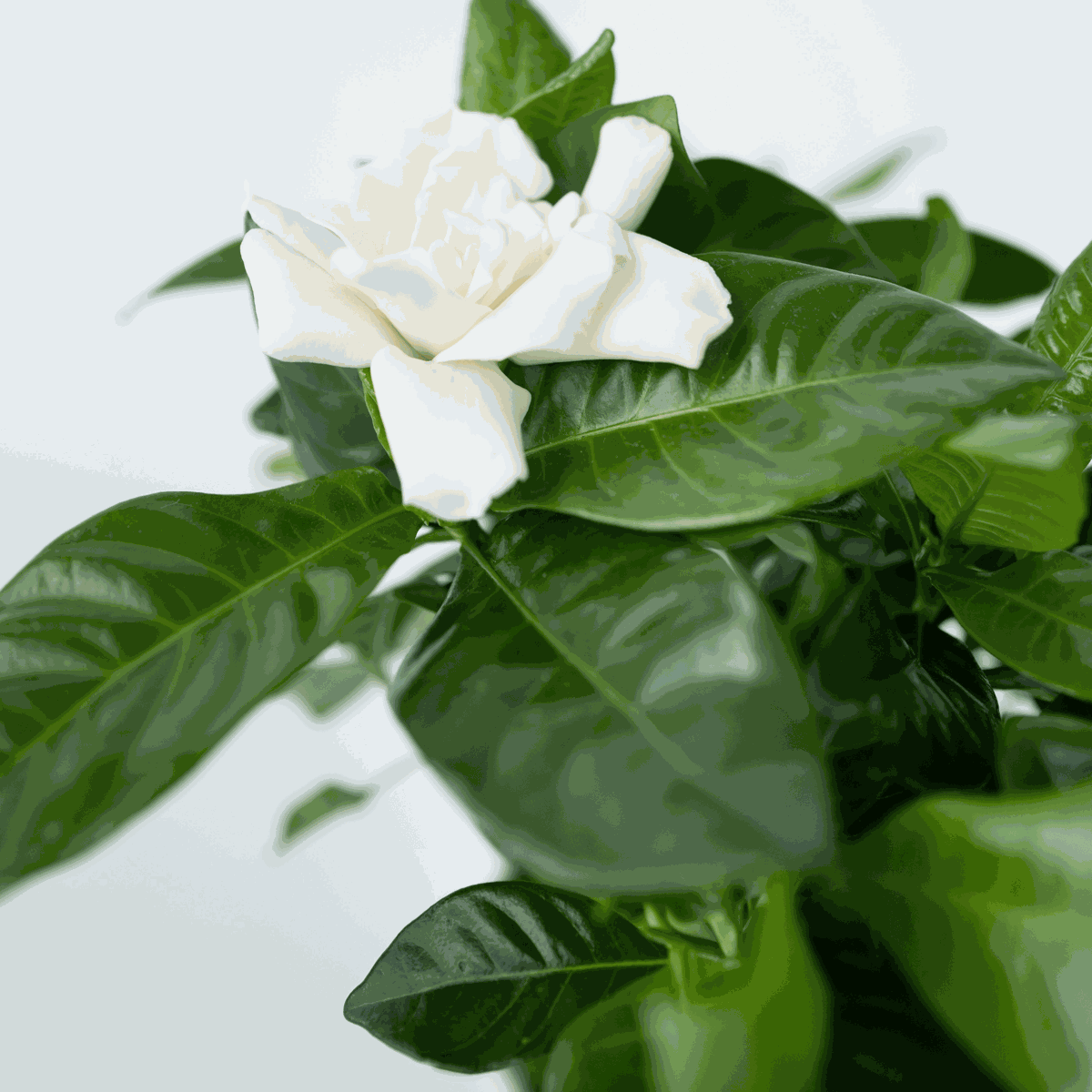 Blooming Houseplants Gardenie - Gardenia Jasminoides - Höhe 20-30Cm - ⌀13Cm 