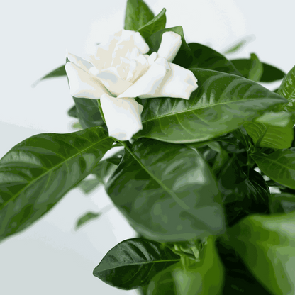 Blooming Houseplants Gardenie - Gardenia Jasminoides - Höhe 20-30Cm - ⌀13Cm 