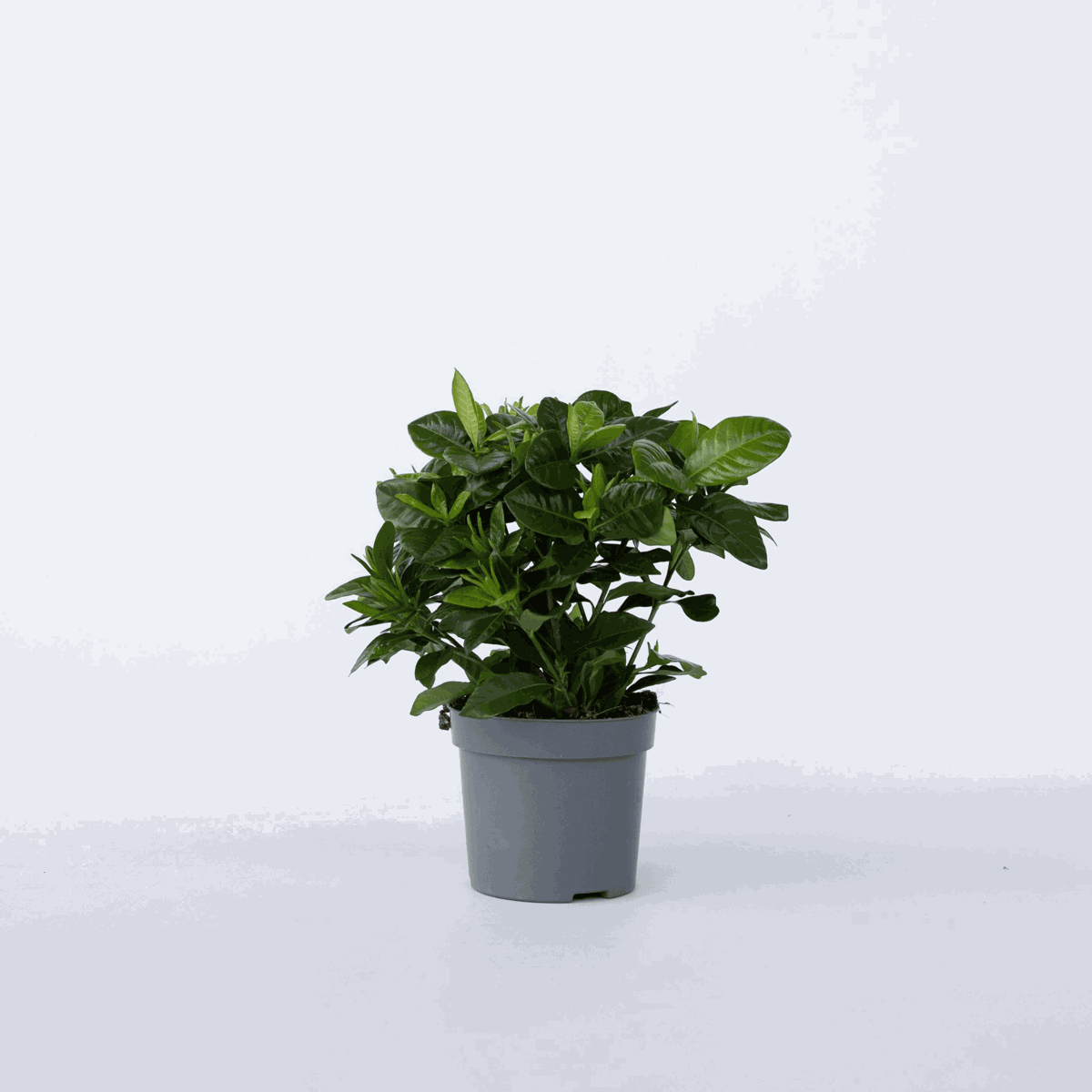 Blooming Houseplants Gardenie - Gardenia Jasminoides - Höhe 20-30Cm - ⌀13Cm 