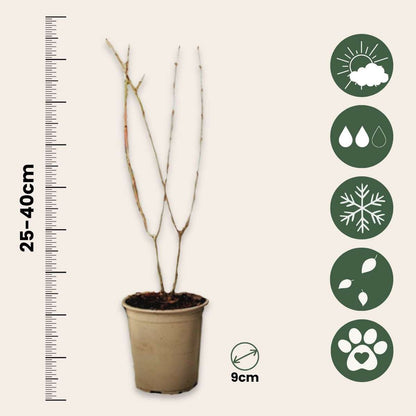 Fruit Trees Granatapfelbaum - 6 Stk - Punica Granatum - Höhe 25-40Cm - ⌀9Cm 