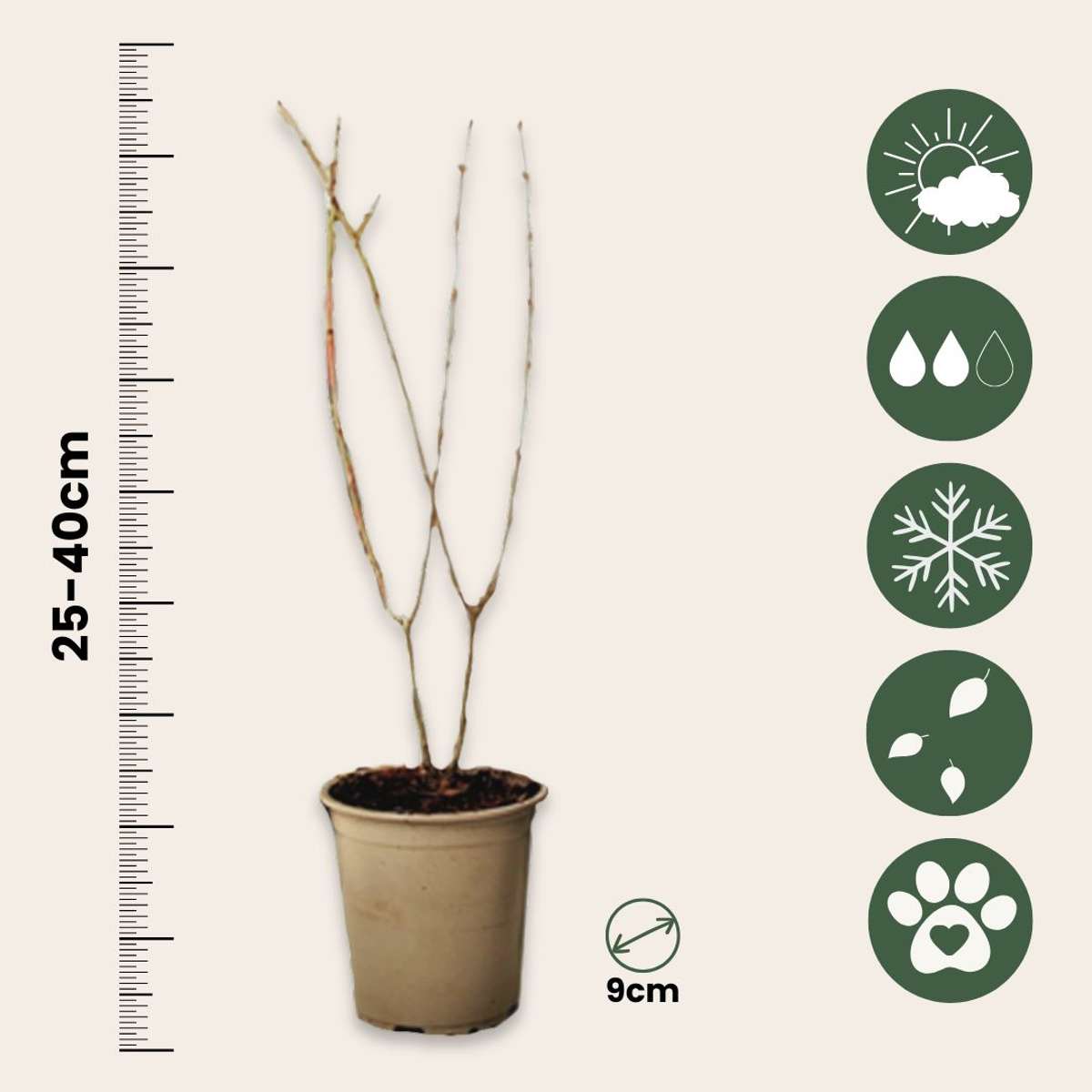 Fruit Trees Granatapfelbaum - 3 Stk - Punica Granatum - Höhe 25-40Cm - ⌀9Cm 