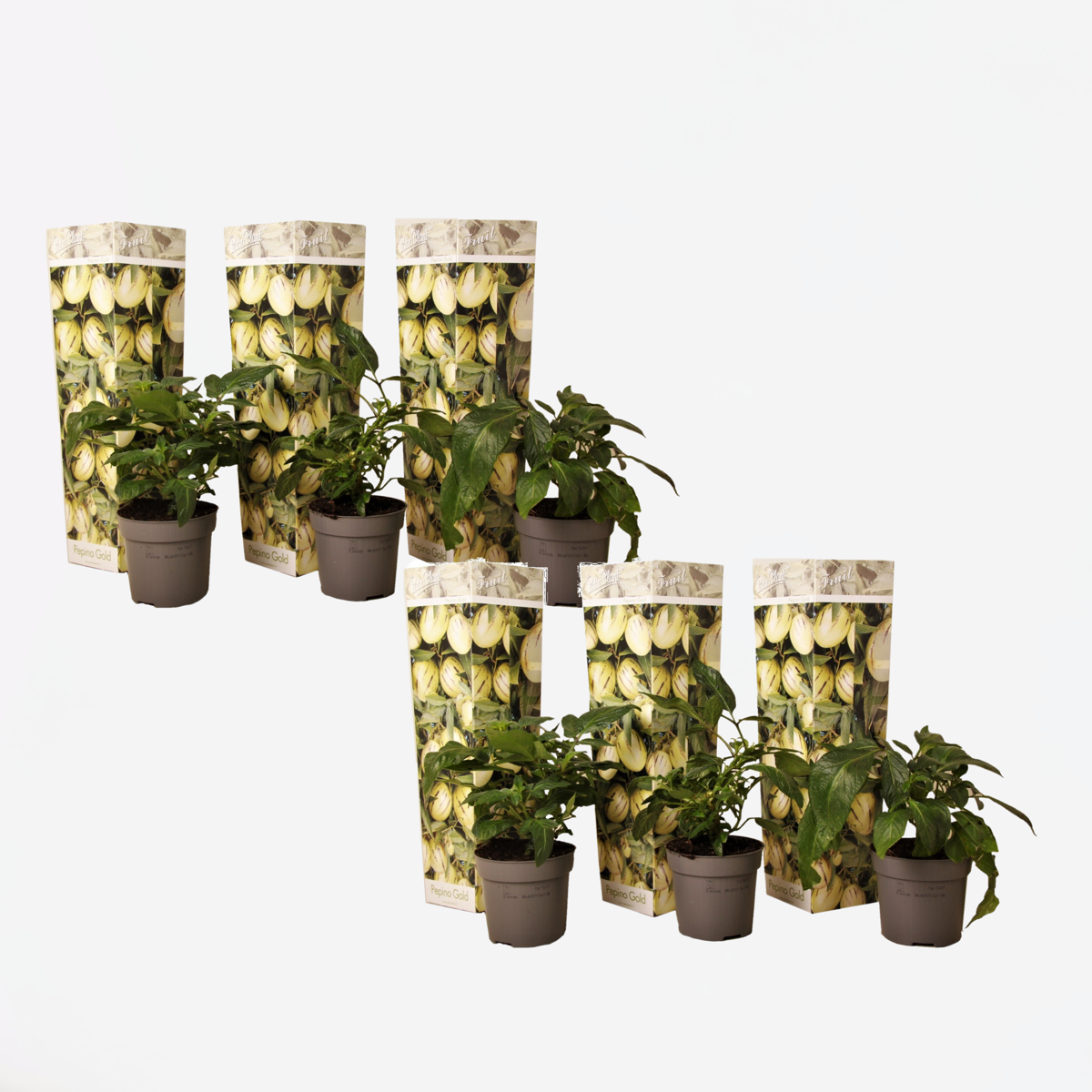 Fruit Trees Melonenbirne - 6 Stk - Solanum Muricatum 'Pepino Gold' - Höhe 25-40Cm - ⌀9Cm 