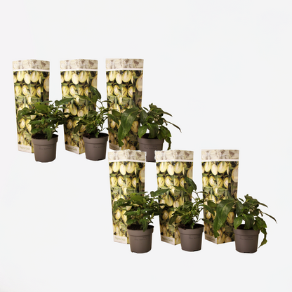 Fruit Trees Melonenbirne - 6 Stk - Solanum Muricatum 'Pepino Gold' - Höhe 25-40Cm - ⌀9Cm 