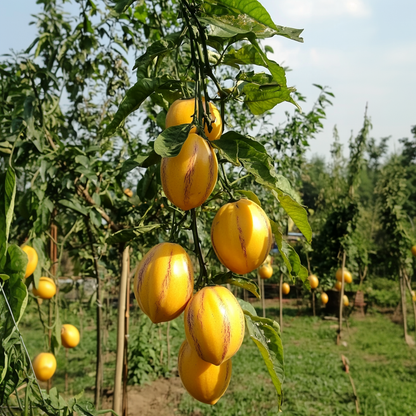 Fruit Trees Melonenbirne - 6 Stk - Solanum Muricatum 'Pepino Gold' - Höhe 25-40Cm - ⌀9Cm 