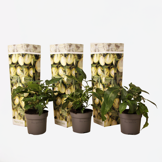 Fruit Trees Melonenbirne - 3 Stk - Solanum Muricatum 'Pepino Gold' - Höhe 25-40Cm - ⌀9Cm 