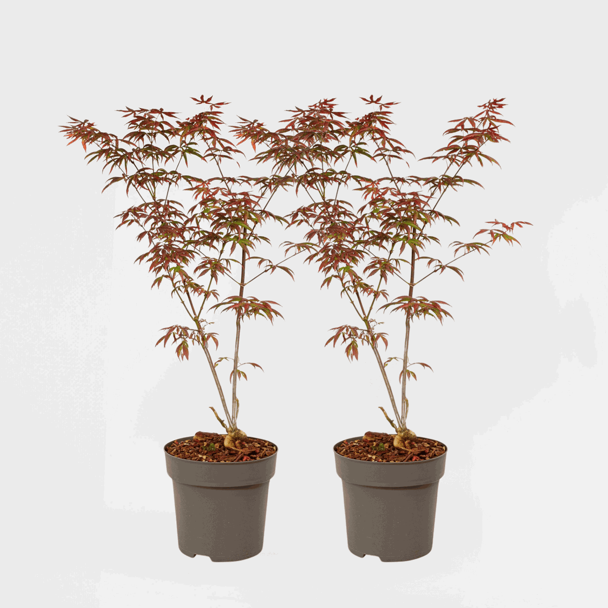 Japanese Maples Japanischer Ahorn - 2 Stk - Acer Palmatum 'Starfish' - Höhe 60-70Cm - ⌀19Cm 