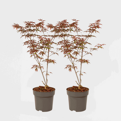 Japanese Maples Japanischer Ahorn - 2 Stk - Acer Palmatum 'Starfish' - Höhe 60-70Cm - ⌀19Cm 