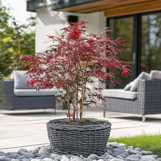 Japanese Maples Japanischer Ahorn - 2 Stk - Acer Palmatum 'Starfish' - Höhe 60-70Cm - ⌀19Cm 