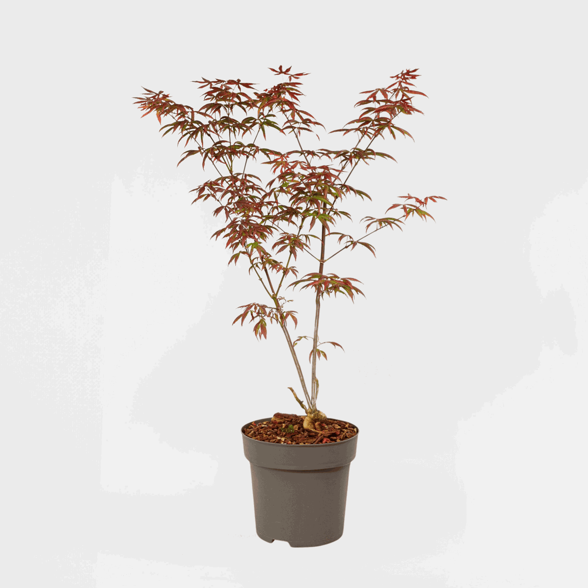 Japanese Maples Japanischer Ahorn - Acer Palmatum 'Starfish' - Höhe 60-70Cm - ⌀19Cm 