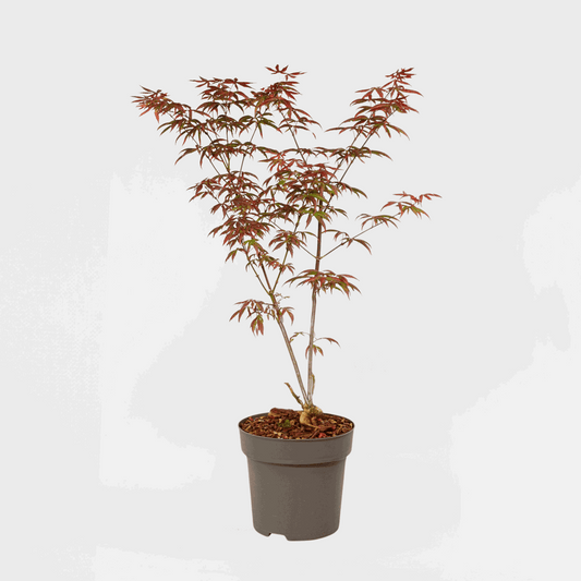 Japanese Maples Japanischer Ahorn - Acer Palmatum 'Starfish' - Höhe 60-70Cm - ⌀19Cm 