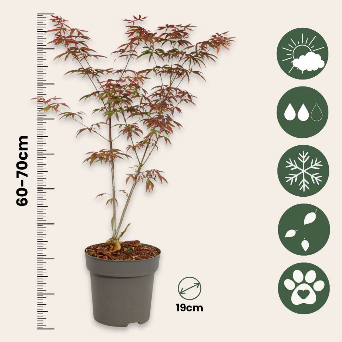 Japanese Maples Japanischer Ahorn - Acer Palmatum 'Starfish' - Höhe 60-70Cm - ⌀19Cm 