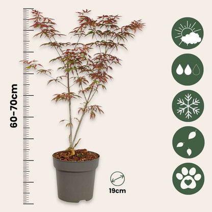 Japanese Maples Japanischer Ahorn - Acer Palmatum 'Starfish' - Höhe 60-70Cm - ⌀19Cm 