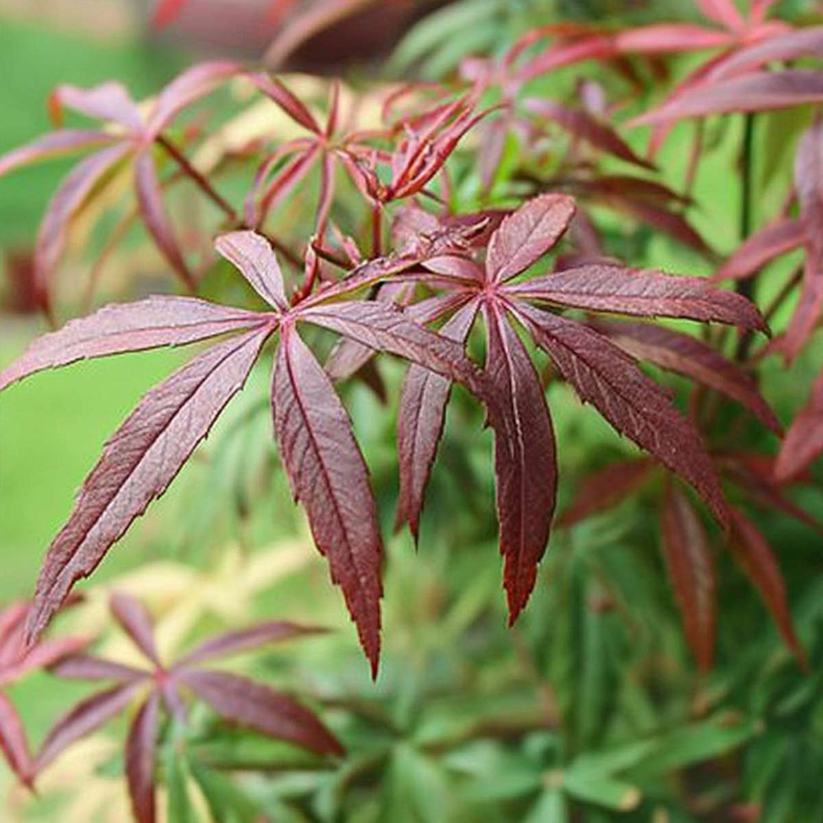 Japanese Maples Japanischer Ahorn - Acer Palmatum 'Starfish' - Höhe 60-70Cm - ⌀19Cm 