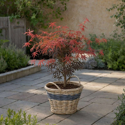 Japanese Maples Japanischer Ahorn - Acer Palmatum 'Starfish' - Höhe 60-70Cm - ⌀19Cm 
