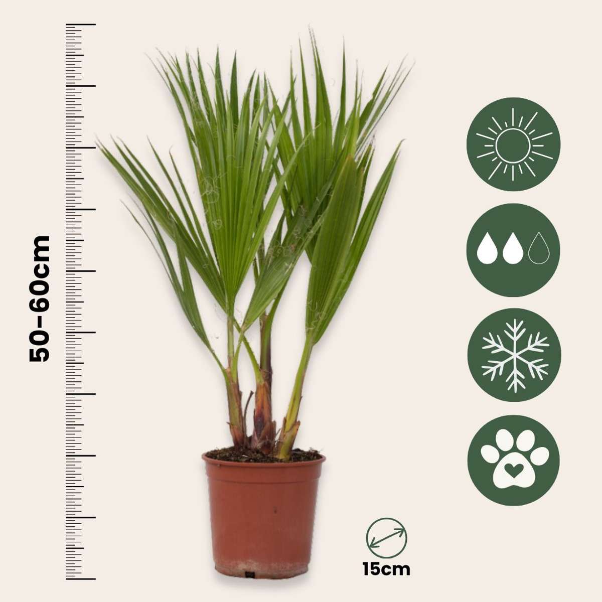 Garden Palms Mexikanische Fächerpalme - Washingtonia Robusta - Höhe 50-60Cm - ⌀15Cm 