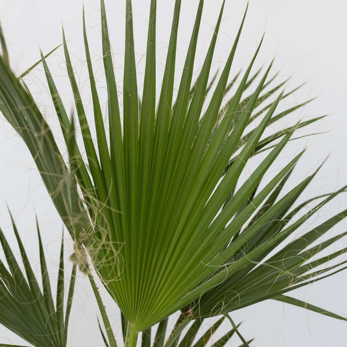 Garden Palms Mexikanische Fächerpalme - Washingtonia Robusta - Höhe 50-60Cm - ⌀15Cm 