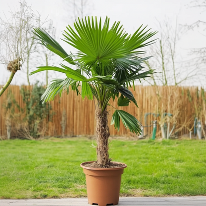 Garden Palms Mexikanische Fächerpalme - Washingtonia Robusta - Höhe 50-60Cm - ⌀15Cm 