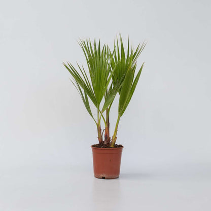 Garden Palms Mexikanische Fächerpalme - Washingtonia Robusta - Höhe 50-60Cm - ⌀15Cm 