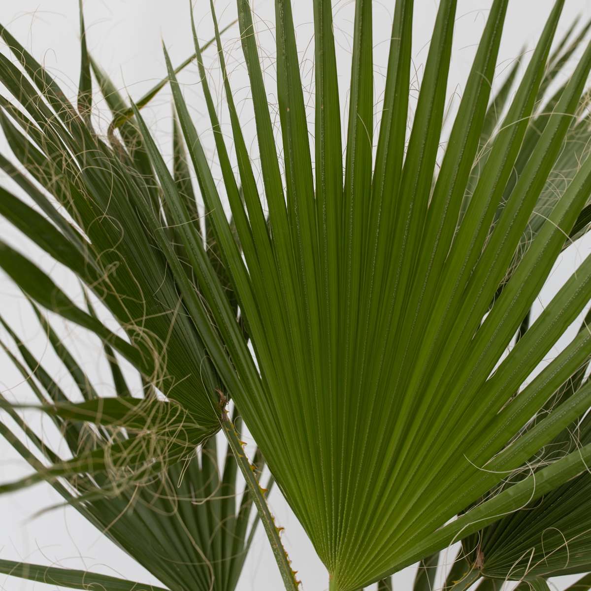 Garden Palms Mexikanische Fächerpalme - Washingtonia Robusta - Höhe 50-60Cm - ⌀15Cm 