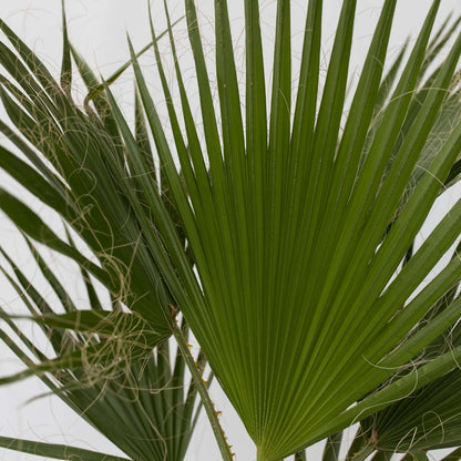 Garden Palms Mexikanische Fächerpalme - Washingtonia Robusta - Höhe 50-60Cm - ⌀15Cm 