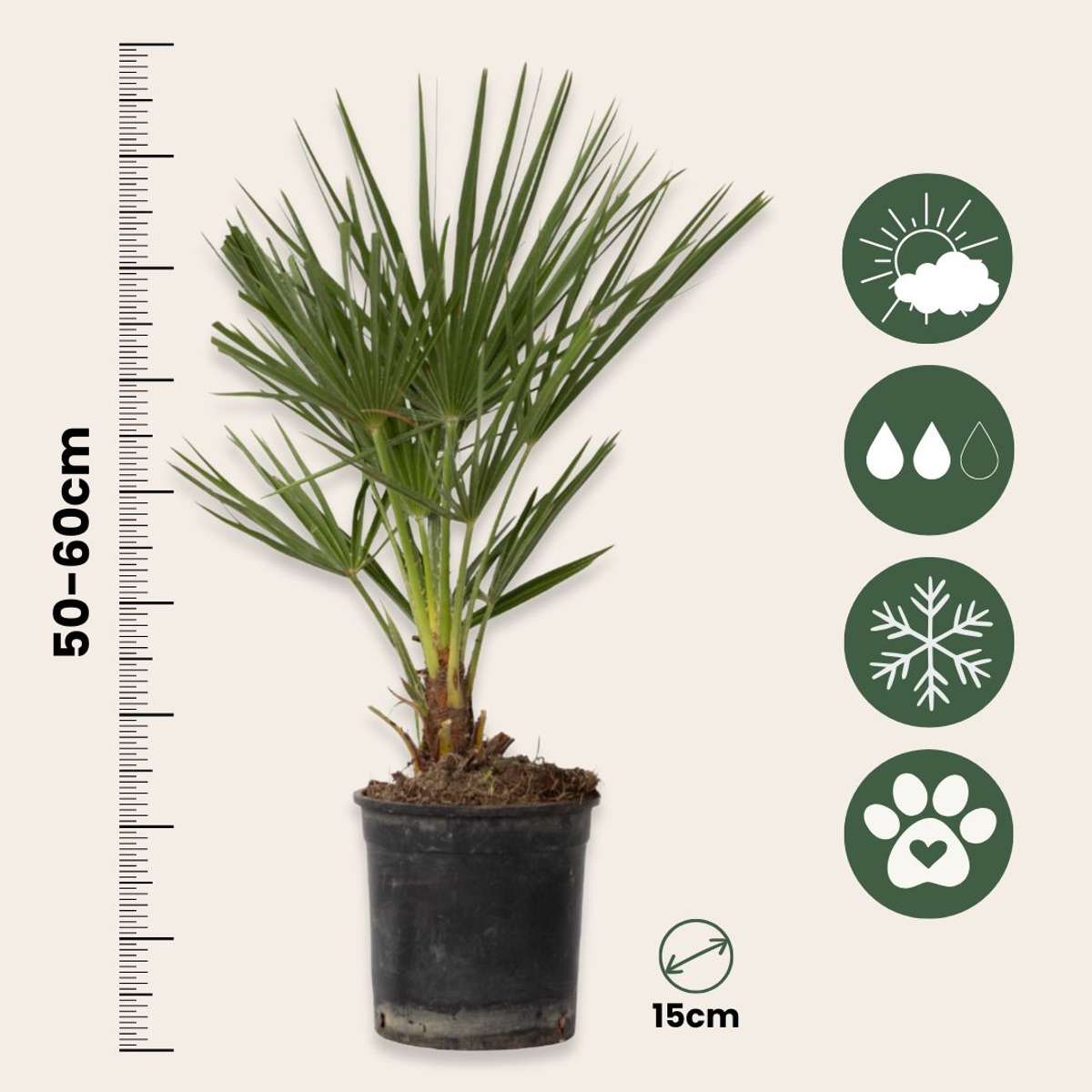Garden Palms Bergpalme - Chamaerops Humilis - Höhe 50-60Cm - ⌀15Cm 